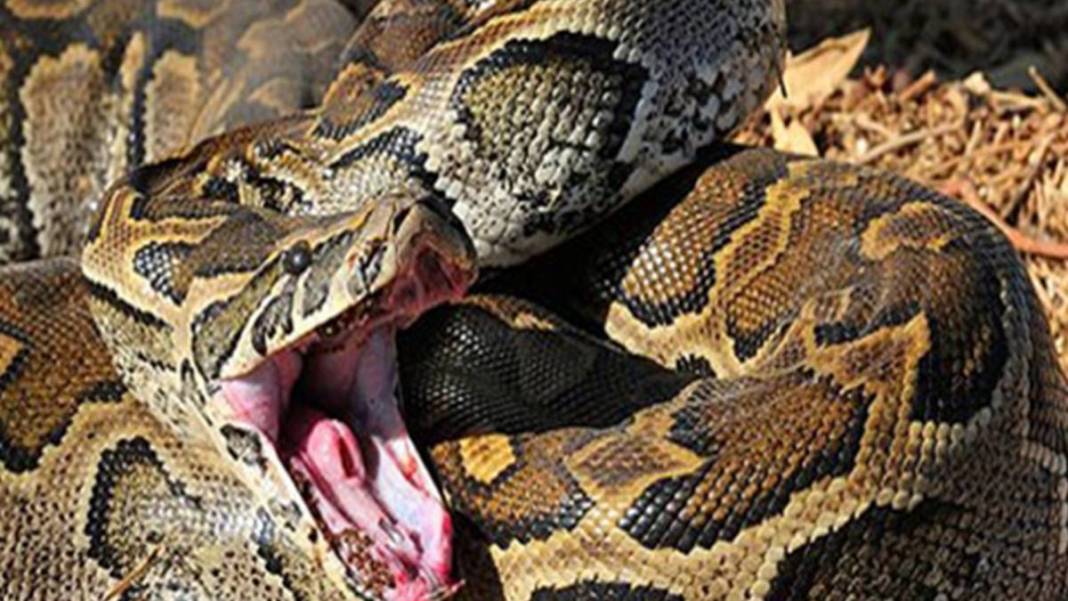 Kan donduran anlar kamerada! Dev yılan küçük çocuğu böyle ağzına aldı... Görenler dehşete düştü 1